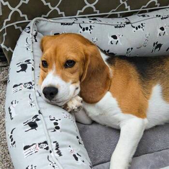 Milo -  Beagle Dog for Adoption in Des Moines, Iowa - Milo | PetCurious