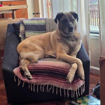 Nana -  Anatolian Shepherd and Mixed Breed Dog for Adoption in Pacifica, California - Nana | PetCurious