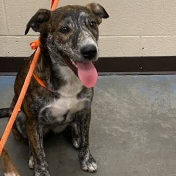 Rescue Mixed Breed Dogs for Adoption in Memphis, Tennessee - WENDY | PetCurious