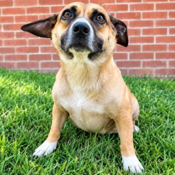 CT Hershey avail Nov 4 -  Corgi and Mixed Breed Dog for Adoption in Stormville, New York - CT Hershey Avail Nov 4 | PetCurious