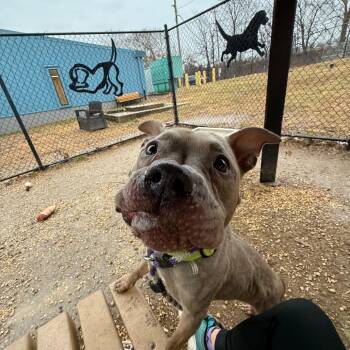 Mixed Breed Dogs Available for Adoption - Luna | PetCurious