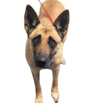 Shepherd Dogs Available for Adoption in Red Bluff, California - January | PetCurious