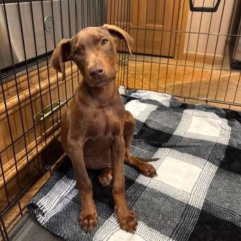 Doberman Pinscher and Labrador Retriever Dogs Available for Adoption in Humble, Texas - Boba | PetCurious