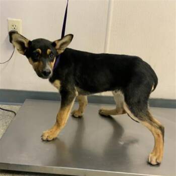 German Shepherd Dog and Mixed Breed Dogs Available for Adoption in Visalia, California - A252903 | PetCurious