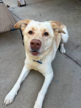 Rescue Labrador Retriever and Australian Shepherd Dogs for Adoption in Louisville, Kentucky - Sundance | PetCurious