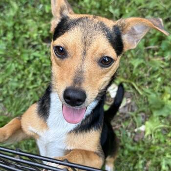 Rescue Chihuahua and Dachshund Dogs for Adoption in Fosters, Alabama - TILT A WHIRL | PetCurious