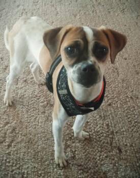 Rescue Chug Dogs for Adoption in Eugene, Oregon - Odin | PetCurious