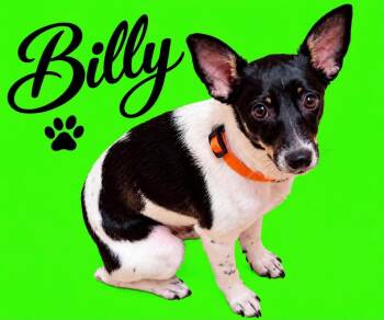 Billy -  Rat Terrier Dog for Adoption in Walker, Louisiana - Billy | PetCurious