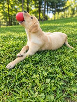 Duke -  Labrador Retriever Dog for Adoption in Union Grove, Wisconsin - Duke | PetCurious