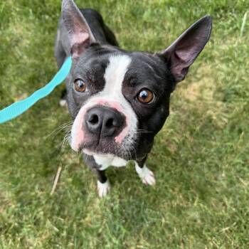 Stewart -  Boston Terrier Dog for Adoption in Riverdale, Iowa - Stewart | PetCurious