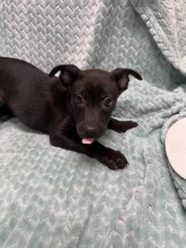 Weslyn -  Labrador Retriever and Mixed Breed Dog for Adoption in Picayune, Mississippi - Weslyn | PetCurious
