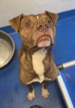 Gunther -  Terrier Dog for Adoption in Lancaster, South Carolina - Gunther | PetCurious