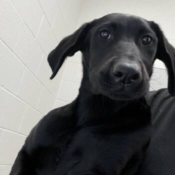 Labrador Retriever and Mixed Breed Dogs Available for Adoption in Corpus Christi, Texas - Stella | PetCurious