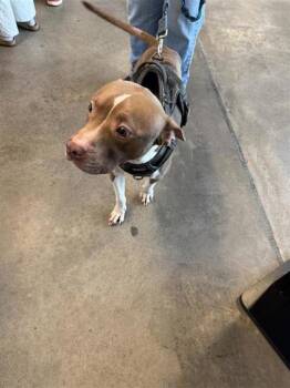 Rescue Mixed Breed Dogs for Adoption in West Chester, Pennsylvania - Archie | PetCurious