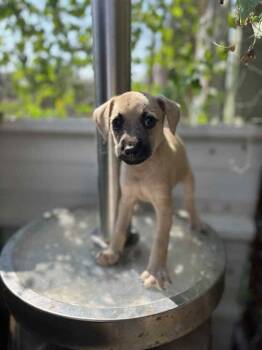 Rescue Labrador Retriever and Mixed Breed Dogs for Adoption in Brewster, New York - Custard (The Courage Crew) | PetCurious