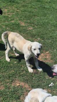 Mixed Breed Dogs Available for Adoption in Taycheedah, Wisconsin - Bennie | PetCurious