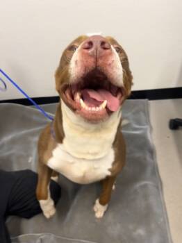 Rescue Mixed Breed Dogs for Adoption in West Chester, Pennsylvania - Beans | PetCurious