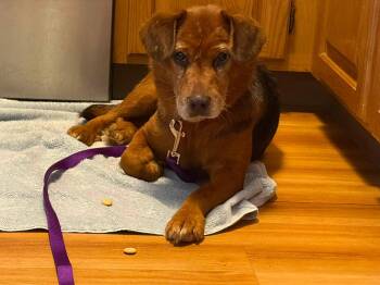 Bonnie -  Mixed Breed Dog for Adoption in Monticello, New York - Bonnie | PetCurious