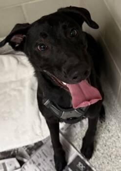 Rescue Labrador Retriever and Mixed Breed Dogs for Adoption in Carrollton, Texas - Nessa | PetCurious