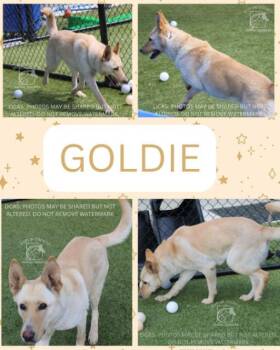 Shepherd Dogs Available for Adoption in Chesapeake, Virginia - Goldie | Needs Foster To Leave High Kill Shelter | PetCurious