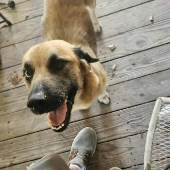 Rescue Mixed Breed Dogs for Adoption - Kindle | PetCurious