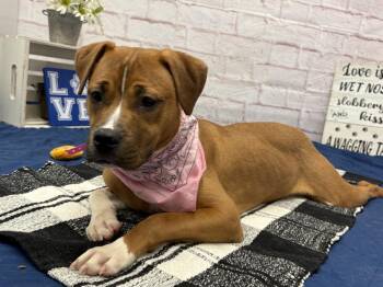 Iceopede -  Boxer and Mixed Breed Dog for Adoption in Detroit, Michigan - Iceopede | PetCurious