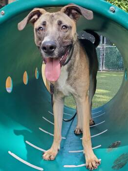 Rescue Anatolian Shepherd and German Shepherd Dog Dogs for Adoption in Port Washington, New York - Buckley | PetCurious