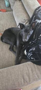 Mixed Breed Dogs Available for Adoption in Northwood, New Hampshire - Tas | PetCurious