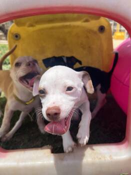 Chihuahua Dogs Available for Adoption - Cherry | PetCurious