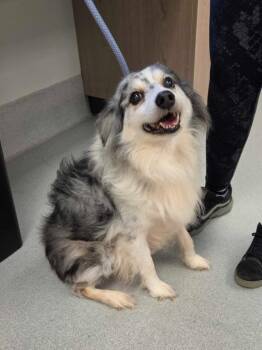 Maxx -  Australian Shepherd Dog for Adoption in Chillicothe, Ohio - Maxx | PetCurious