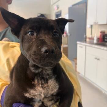 Mixed Breed Dogs Available for Adoption in Huntington, West Virginia - Cassie | PetCurious