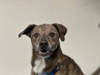 Buddy -  Mixed Breed Dog for Adoption - Buddy | PetCurious