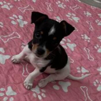 Thomas now Oliver -  Chihuahua Dog for Adoption in Montgomery, Texas - Thomas Now Oliver | PetCurious