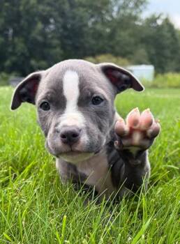 Ollie - Adopted -  American Staffordshire Terrier Dog for Adoption in Grand Rapids, Michigan - Ollie - Adopted | PetCurious