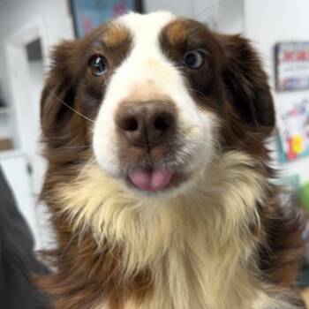 Australian Shepherd Dogs Available for Adoption - Wish | PetCurious