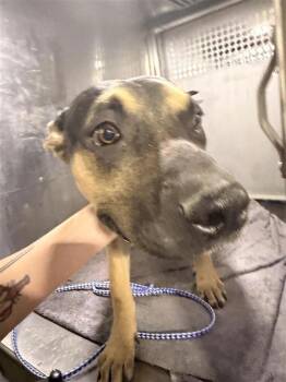 Gizmo -  Rottweiler and Labrador Retriever Dog for Adoption in Austin, Texas - Gizmo | PetCurious