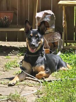 Darby -  Shepherd Dog for Adoption in Bloomington, Indiana - Darby | PetCurious