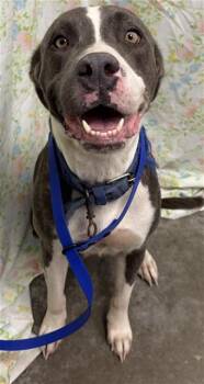 DRUSILLA -  American Bulldog and Mixed Breed Dog for Adoption in Rosenberg, Texas - DRUSILLA | PetCurious
