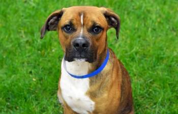 Rescue Boxer and Mixed Breed Dogs for Adoption in Fort Lauderdale, Florida - KAI | PetCurious