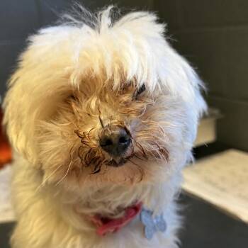 Kylie -  Maltese and Mixed Breed Dog for Adoption in Tuscaloosa, Alabama - Kylie | PetCurious