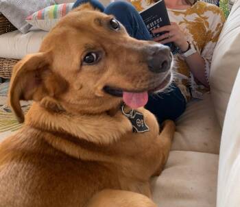 Rescue Boxer and Labrador Retriever Dogs for Adoption in Horse Shoe, North Carolina - Rowdy | PetCurious