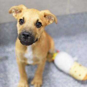 Mixed Breed Dogs Available for Adoption in Atlanta, Georgia - Baxley | PetCurious