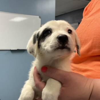 Mixed Breed Dogs Available for Adoption - Drama | PetCurious