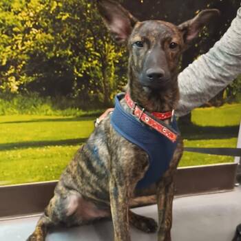 Rescue Feist Dogs for Adoption in Santa Ana, California - Joie | PetCurious