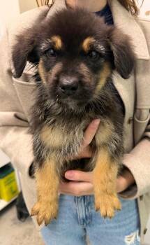 Crunch -  Terrier Dog for Adoption in Yellowknife, Northwest Territories - Crunch | PetCurious