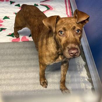 Clover -  Mixed Breed Dog for Adoption in Dickinson, Texas - Clover | PetCurious