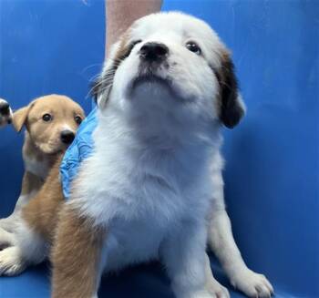 BUTTERBALL -  Mixed Breed Dog for Adoption in Dallas, Texas - BUTTERBALL | PetCurious