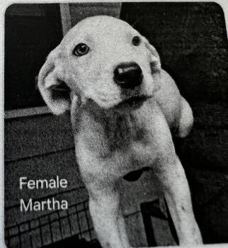 Martha -  Terrier Dog for Adoption in New Windsor, New York - Martha | PetCurious