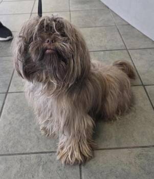 Shih Tzu Dogs Available for Adoption - BANDI | PetCurious