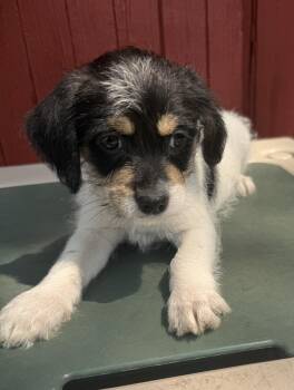 Ana Gabriel -  Chihuahua and Shih Tzu Dog for Adoption in Mundelein, Illinois - Ana Gabriel | PetCurious